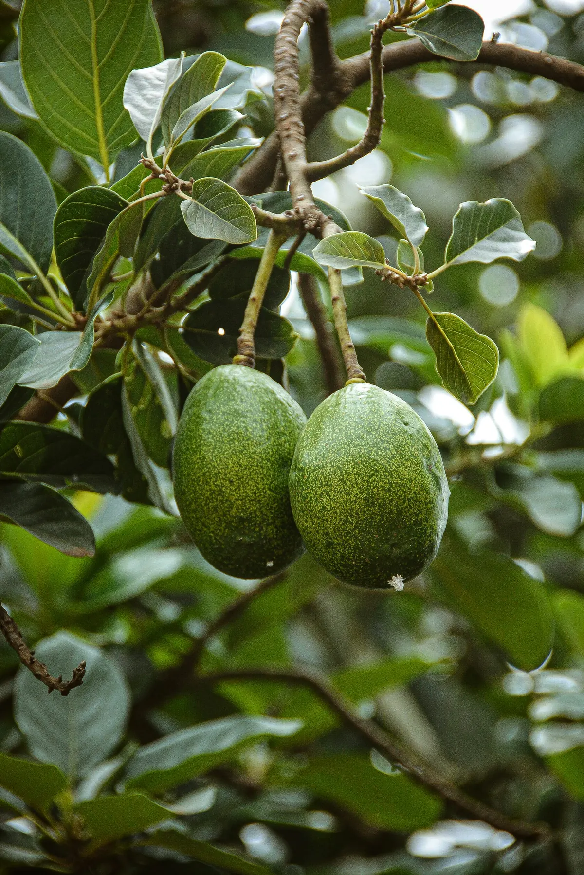 Hass avocado from Peru