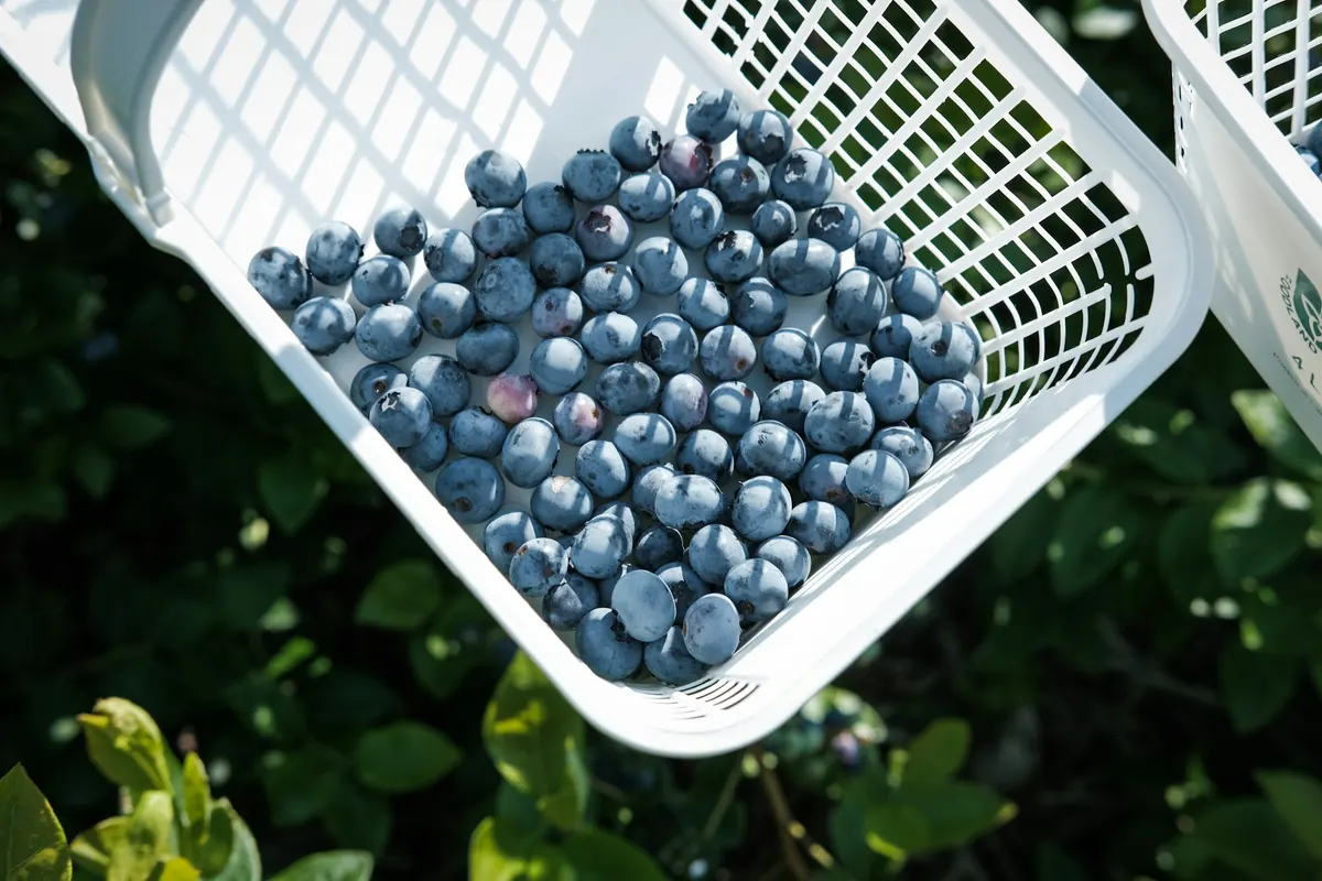 Blueberries in the harvest basket