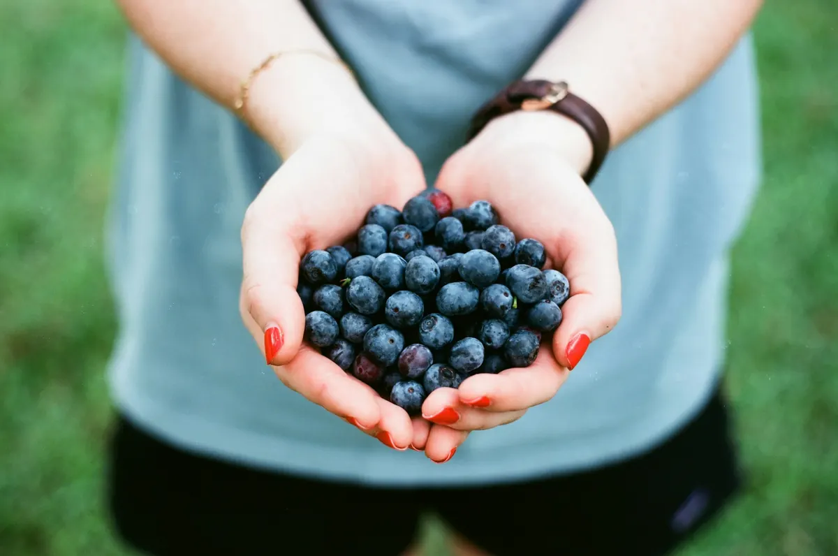 Freshly picked blueberries