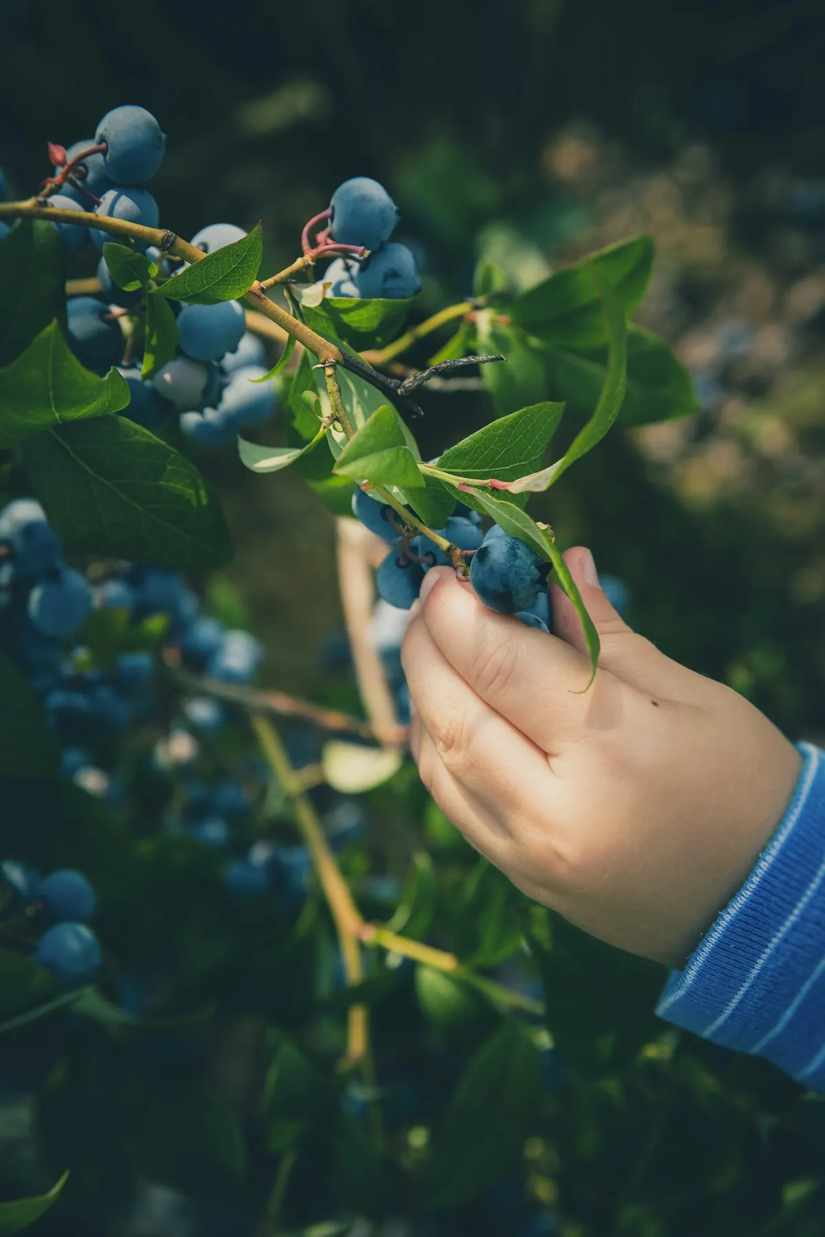Picking blueberries by hand