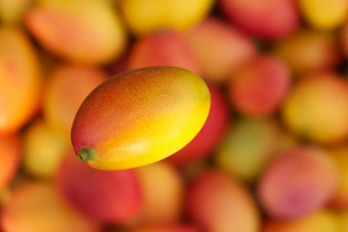 Kent mango from Peru