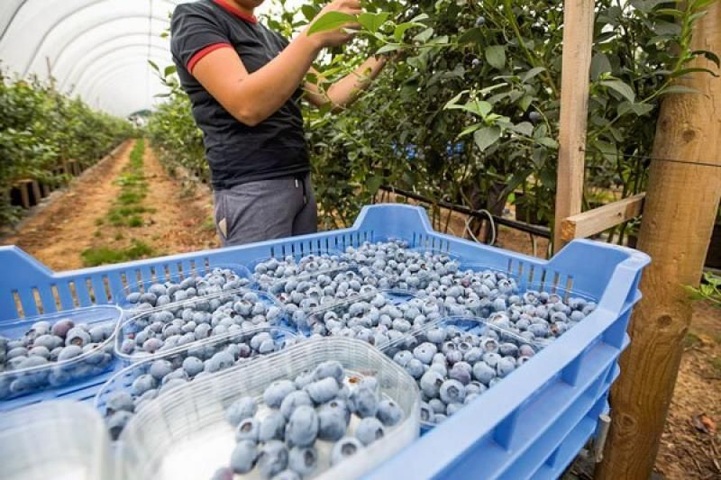 Harvest worker packing fresh blueberries into retail clamshells in Peru